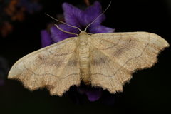 Idaea emarginata