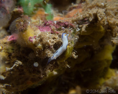 Hypselodoris peasei