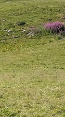 Marmota marmota
