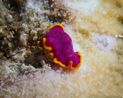 Pseudoceros ferrugineus