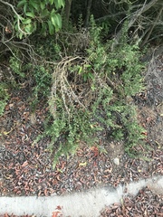 Hazardia squarrosa grindelioides