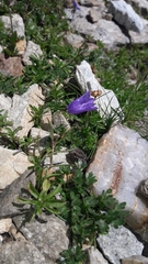 Campanula excisa