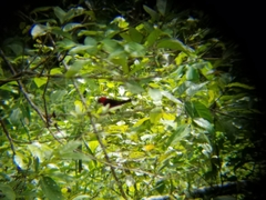 Ramphocelus nigrogularis