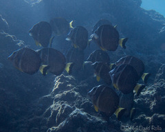 Acanthurus guttatus