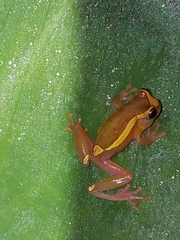 Dendropsophus bifurcus