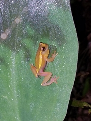 Dendropsophus bifurcus