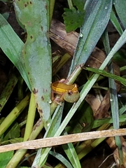Dendropsophus bifurcus