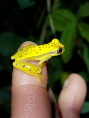 Dendropsophus rhodopeplus