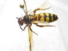 Colpa octomaculata