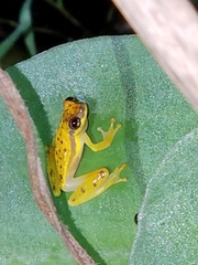 Dendropsophus rhodopeplus