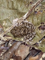 Oreobates quixensis