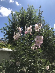 Alcea rosea