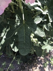 Alcea rosea