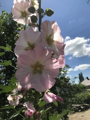 Alcea rosea