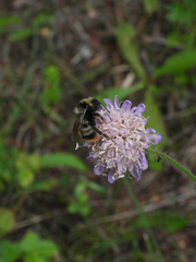 Bombus rupestris
