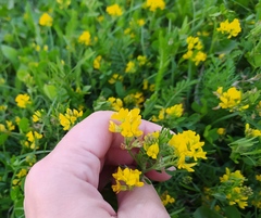 Medicago falcata