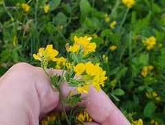 Medicago falcata
