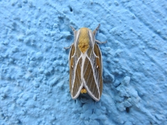 Syssphinx albolineata