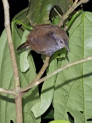 Microcerculus marginatus