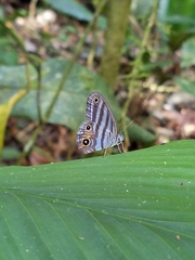 Chloreuptychia herseis