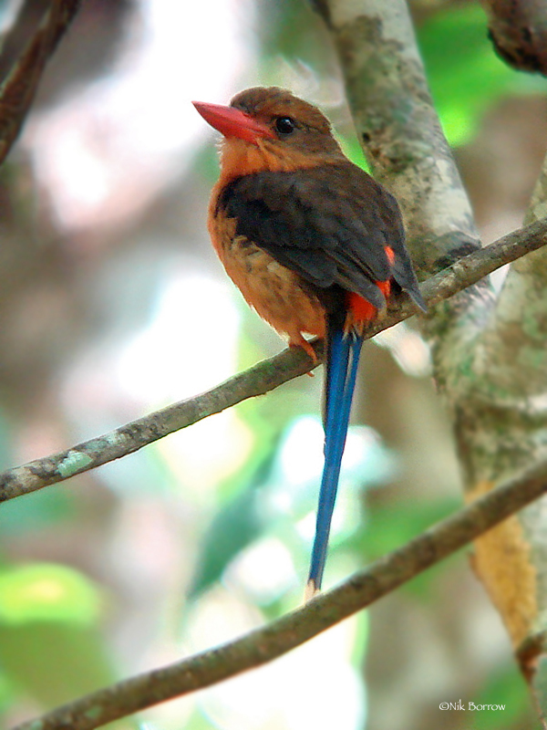 Brown-headed Paradise-Kingfisher photo