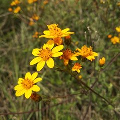 Perymenium berlandieri