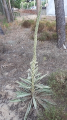 Verbascum litigiosum