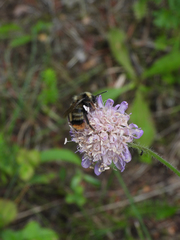 Bombus rupestris