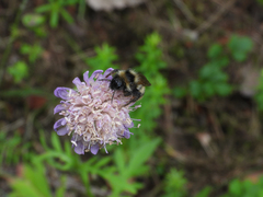 Bombus rupestris