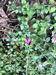 Scutellaria suffrutescens