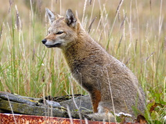 Lycalopex griseus