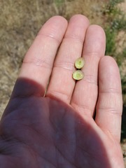 Antistrophus pisum