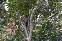 Campephilus rubricollis