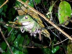 Phyllomedusa tarsius
