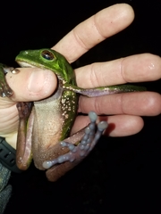 Phyllomedusa tarsius