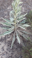 Verbascum litigiosum