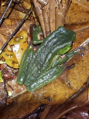 Phyllomedusa tarsius