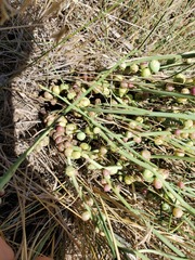 Antistrophus pisum
