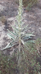 Verbascum litigiosum