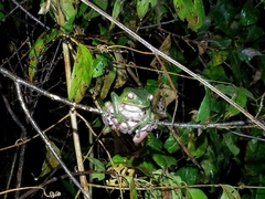 Phyllomedusa tarsius