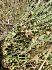 Antistrophus pisum