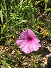 Ipomoea sagittata