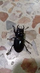 Lucanus barbarossa