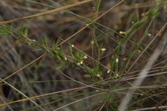 Scyphostelma