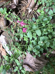 Scutellaria suffrutescens