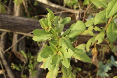 Verbesina centroboyacana
