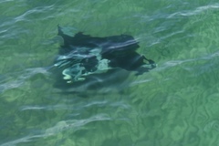 Mobula birostris