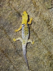 Gonatodes concinnatus