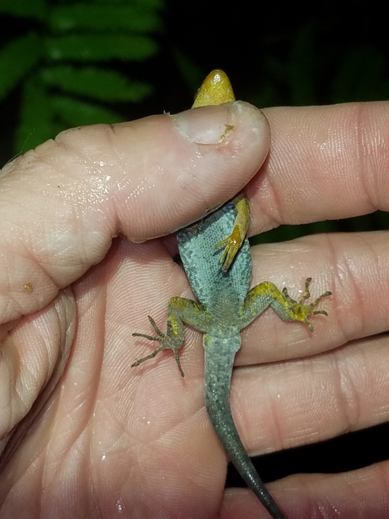 O'shaughnessy's Gecko