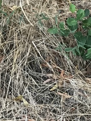 Lathyrus vestitus alefeldii